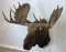 REALLY BIG Moose Sh Mt TAXIDERMY