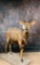 Lifesize Nyala TAXIDERMY