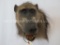 RARE BABOON SH MT TAXIDERMY