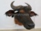 FORREST BUFFALOSH MT TAXIDERMY