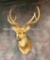 Axis Deer Sh Mt TAXIDERMY