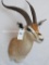 Grants Gazelle Sh Mt TAXIDERMY