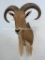 Really Nice Aoudad Sh MT TAXIDERMY