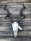 HUGE Horned African Kudu full skull-all teeth- 55 inch horns & 29 inch spread at horn tips - Great O