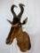 Hartebeest Sh Mt TAXIDERMY