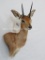 STEENBOK WALL PED TAXIDERMY