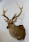 Sika Deer Sh Mt TAXIDERMY