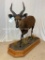 Lifesize Cape Bushbuck on Base TAXIDERMY