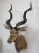 Kudu Sh Mt TAXIDERMY