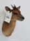 RED DUIKER SH MT TAXIDERMY