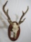 AXIS DEER EURO MT IN VELVET TAXIDERMY