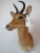 MOUNTAIN REEDBUCK SH MT TAXIDERMY