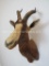 Blesbok Sh Mt TAXIDERMY