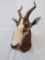 BONTEBOK SH MT *TX RESIDENTS ONLY* TAXIDERMY