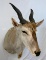 Eland Sh Mt TAXIDERMY