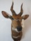 Bushbuck Sh Mt TAXIDERMY