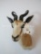 SPRINGBOK SH MT TAXIDERMY