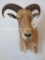 Aoudad Sh Mt TAXIDERMY