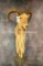 1/2 Body Aoudad w/Base TAXIDERMY