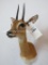 ORIBI SH MT TAXIDERMY