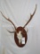 AXIS DEER EURO MT TAXIDERMY