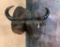 Cape Buffalo Sh Mt w/42