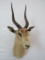 Thompson Gazelle Sh Mt TAXIDERMY