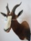 Blesbok Sh Mt TAXIDERMY