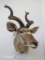 KUDU SH MT TAXIDERMY