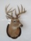 NICE Whitetail Sh Mt on Plaque TAAXIDERMY