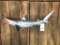 29 inch Repro Sand Shark NEW Taxidermy