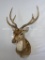 Axis Sh Mt w/Shedding Antlers TAXIDERMY