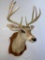 Whitetail Sh Mt on Plaque TAXIDERMY