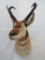 PRONGHORN SH MT TAXIDERMY