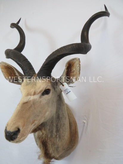 OLDER KUDU SH MT W/EAR DAMAGE TAXIDERMY