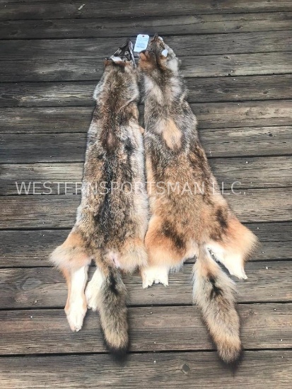 2 XXLG. New Coyote hides tanned furs / Taxidermy = 2 x $