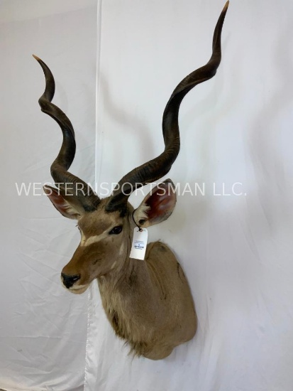 Kudu Sh Mt TAXIDERMY