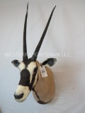 GEMSBOK SH MT TAXIDERMY