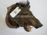 Javalina Sh Mt on Plaque TAXIDERMY