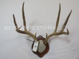 REALLY NICE WHITETAIL RACK ON PLAQUE TAXIDERMY