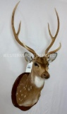 XL Axis Sh Mt w/Velvet Antlers on Plaque TAXIDERMY