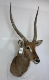 Waterbuck Sh Mt TAXIDERMY