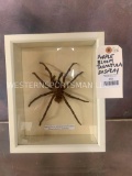 Purple Bloom Tarantula Display TAXIDERMY ODDITIES