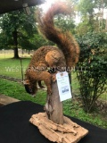 Beautiful Fox Squirrel life-size mount - a white nose ! NEW Taxidermy 22 inches tall on wood base