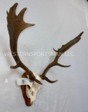 Fallow Deer Antlers on Skull & Plaque TAXIDERMY