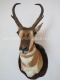 REALLY NICE Pronghorn Sh Mt on Plaque TAXIDERMY