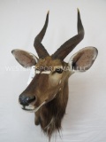 BEAUTIFUL NYALA SH MT TAXIDERMY