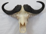 REALLY NICE CAPE BUFFALO SKULL TAXIDERMY