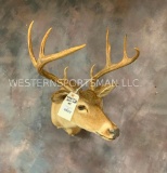 Whitetail Sh Mt TAXIDERMY