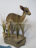 LIFESIZE DIK DIK TAXIDERMY